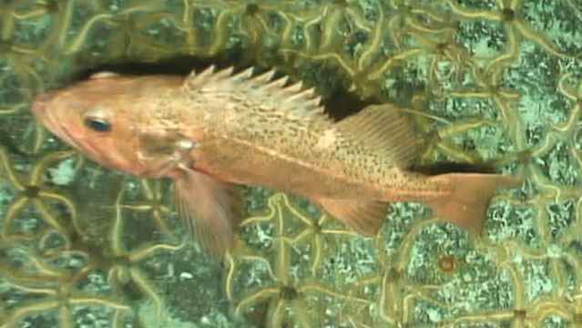Rougheye rockfish seamounts of canadas large offshore pacific area of interest a mlnep guide