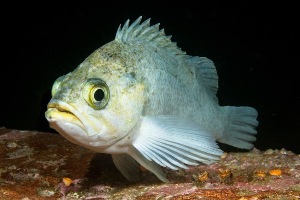 Rockfish fish facts