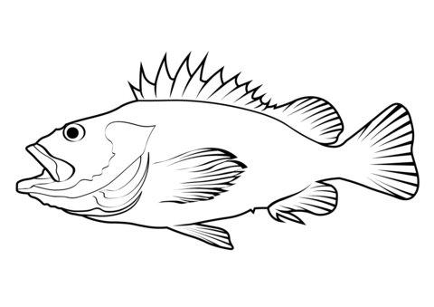 Yelloweye rockfish sebastes ruberrimus coloring page free printable coloring pages