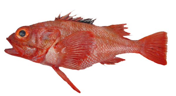 Department of fish and game