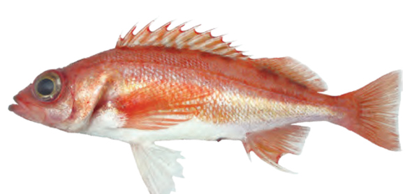 Department of fish and game