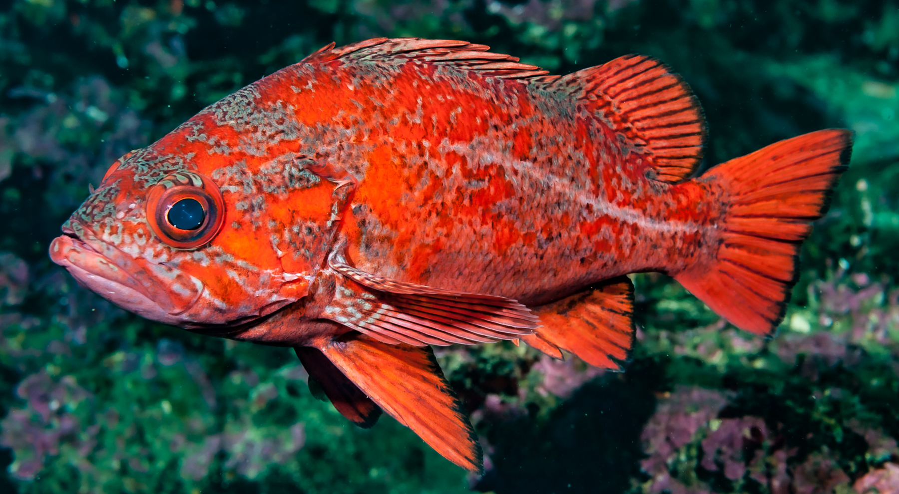 Rockfish alaska fishing