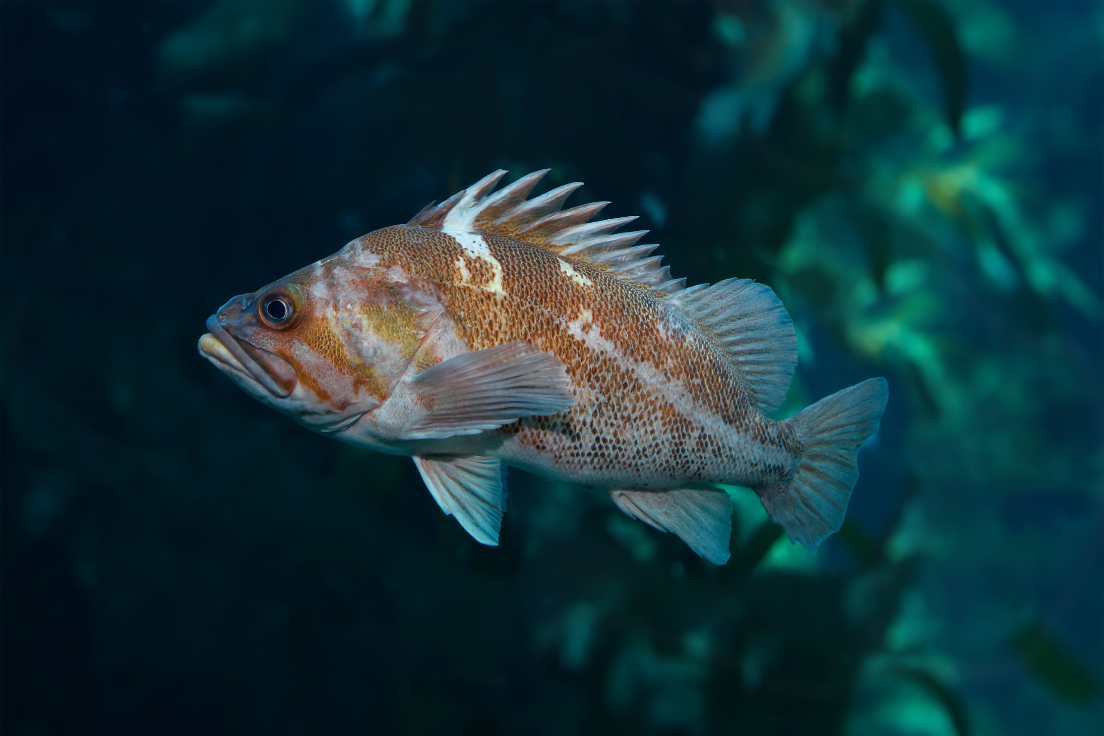 Rockfish monterey bay aquarium