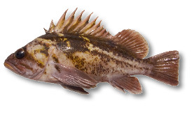 Rockfish identification