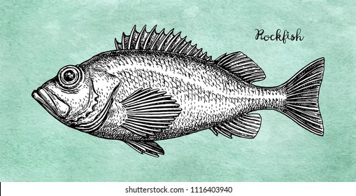 Rockfish images stock photos d objects vectors
