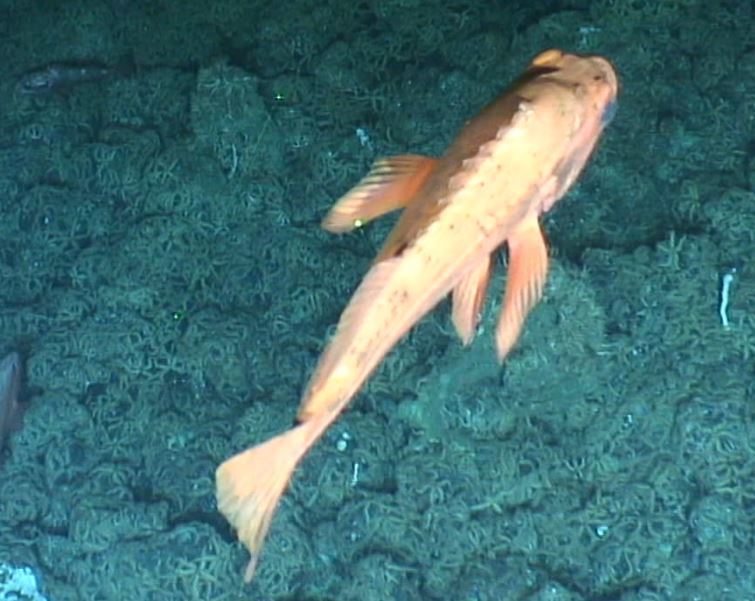 Rougheye rockfish seamounts of canadas large offshore pacific area of interest a mlnep guide
