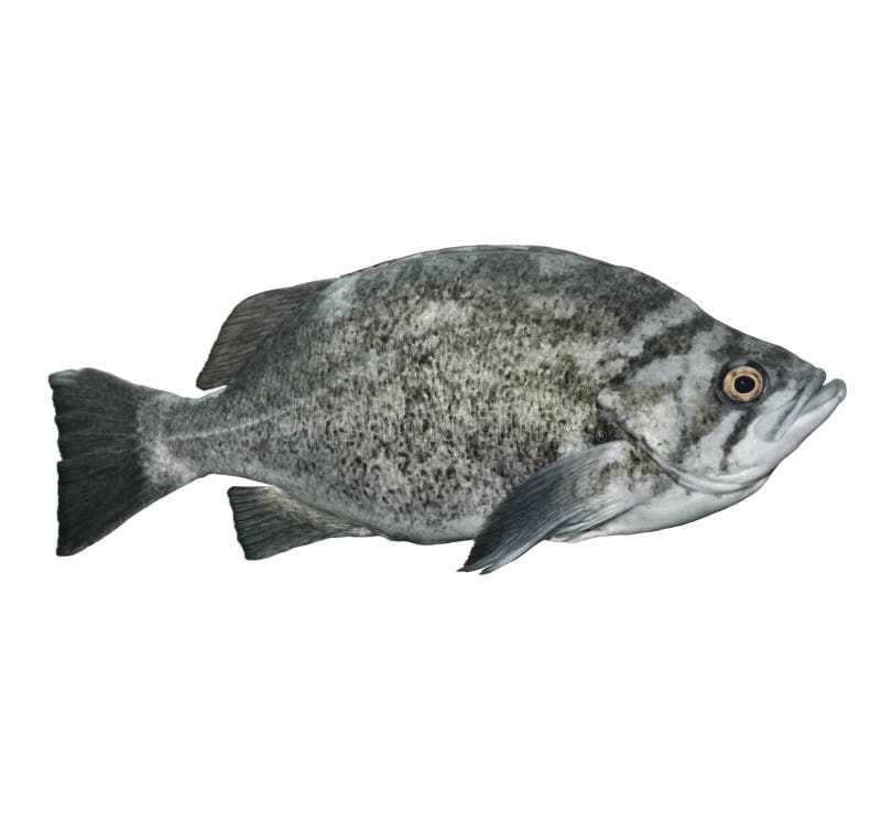 Wild rockfish stock photos