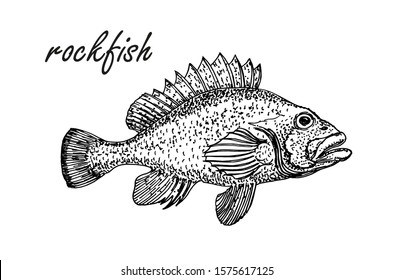 Rockfish images stock photos d objects vectors