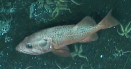 Rougheye rockfish seamounts of canadas large offshore pacific area of interest a mlnep guide