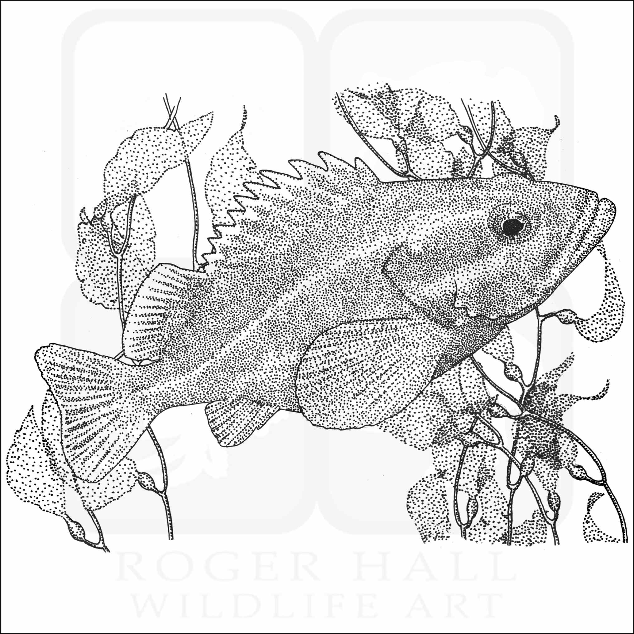 Yelloweye rockfish
