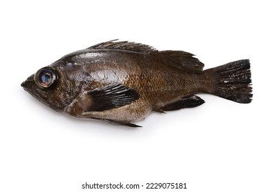 Rockfish images stock photos d objects vectors