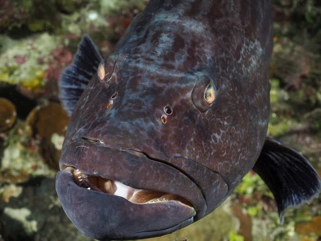 Rockfish fish facts