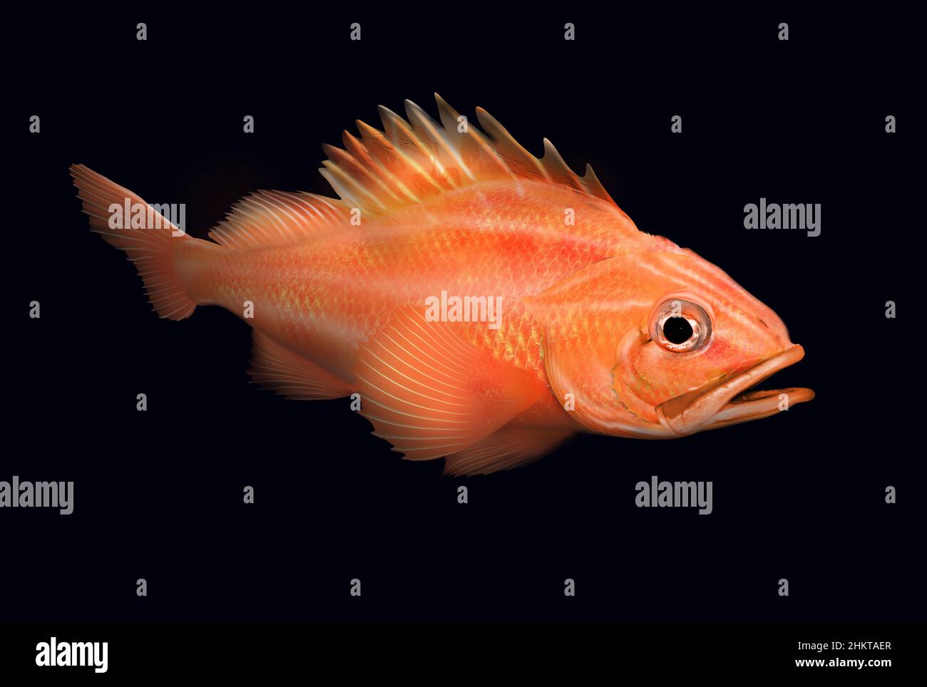 Orange rockfish hi