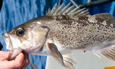 Rockfish oregon department of fish wildlife