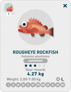 Rougheye rockfish creatures of the deep wiki