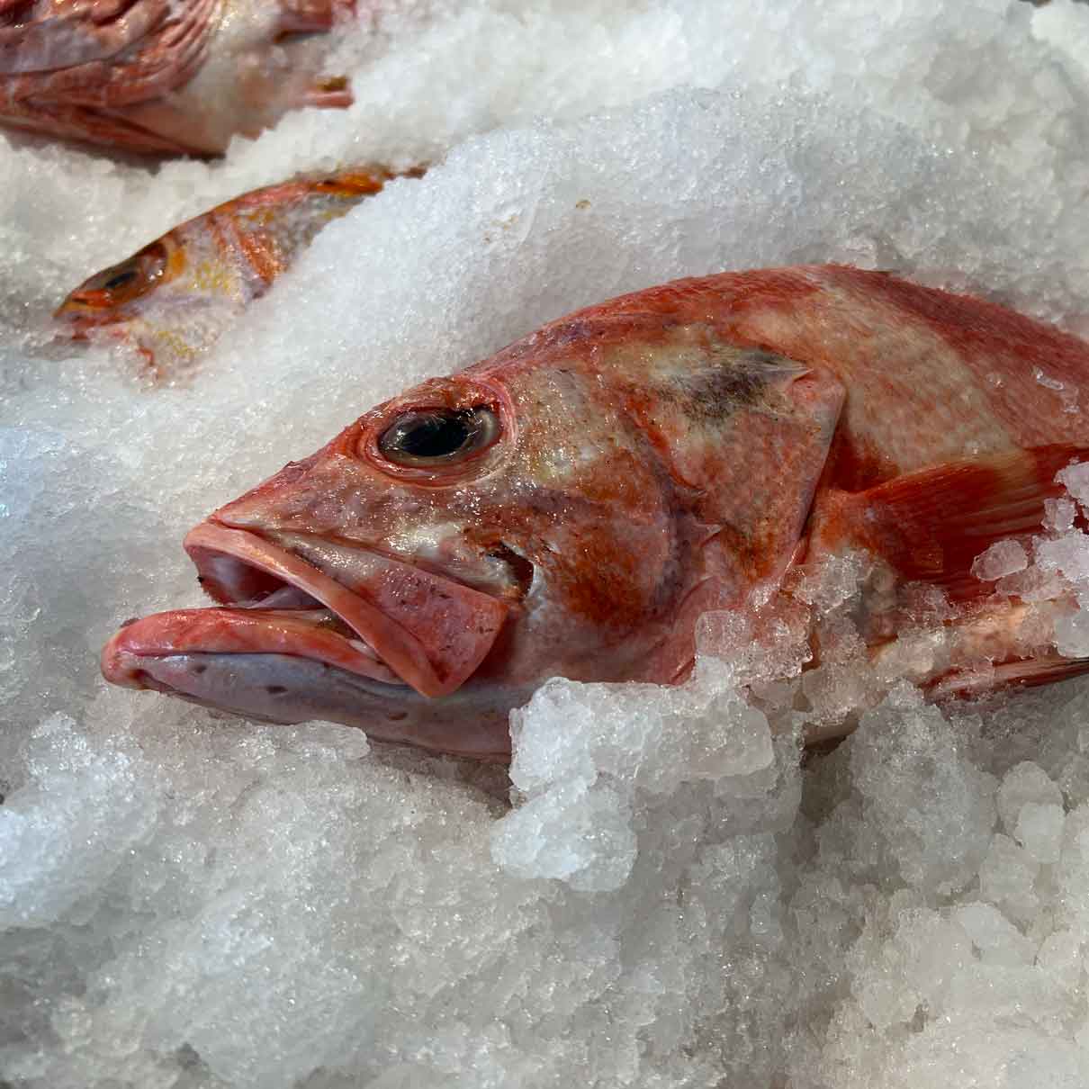 Snapper pacific rockfish fillet fresh â seas fish market