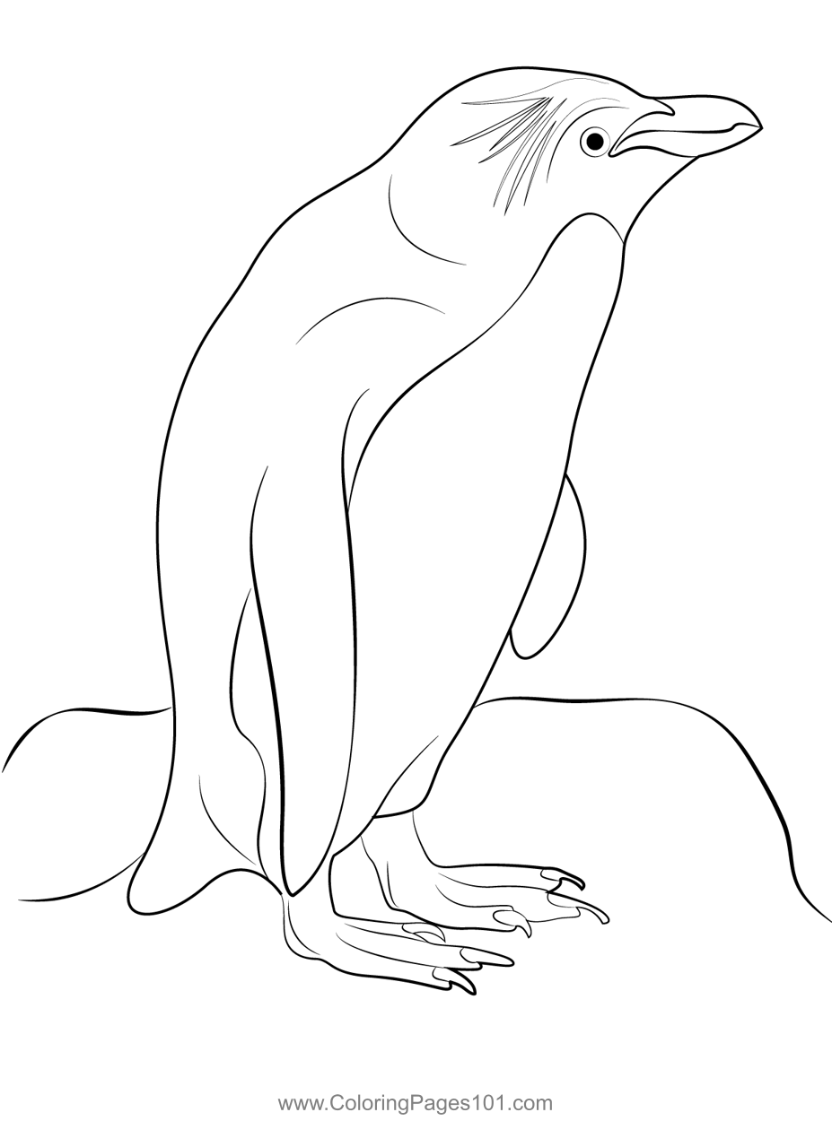 Rock hopper penguin stand coloring page penguin coloring pages coloring pages penguin coloring