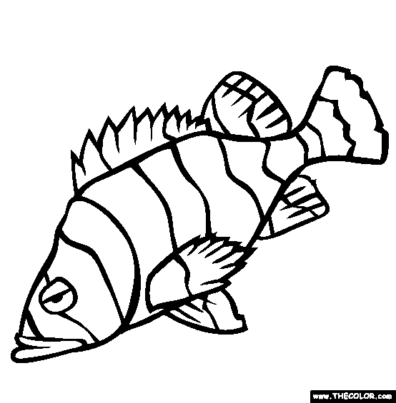 Flag rockfish coloring page free flag rockfish online coloring ocean quilt ocean coloring pages coloring pages