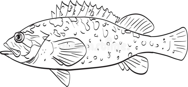 Rockfish stock illustrations â rockfish stock illustrations vectors clipart