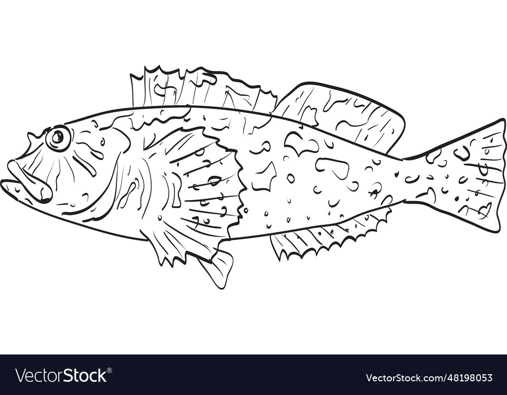 Cabezon rockfish side view cartoon drawing vector image