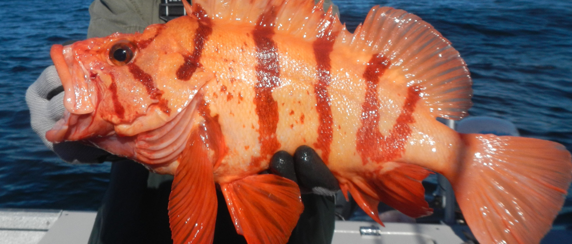 Baranof fishing excursions ketchikans resource for sport fisherman