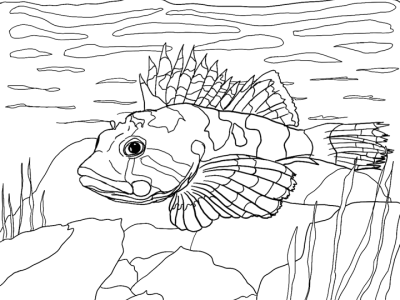 Past organism of the month coloring pages