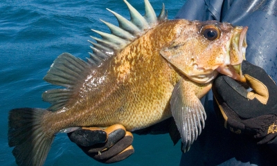 Rockfish oregon department of fish wildlife