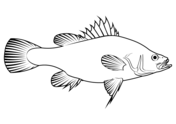 Yelloweye rockfish sebastes ruberrimus coloring page free printable coloring pages