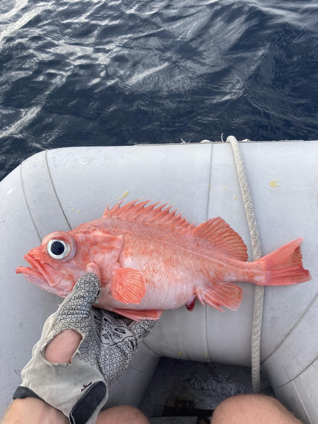 Chameleon rockfish rfishing