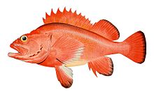 Rougheye rockfish
