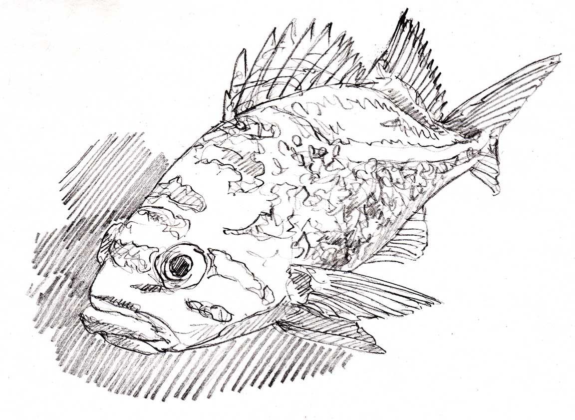 Rockfish the art of larry eifert