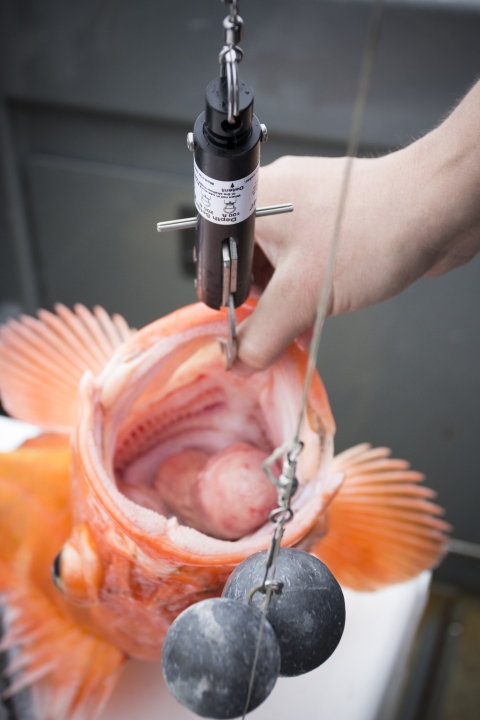 Rockfish rundown us fish wildlife service
