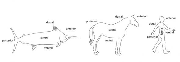 Structure and function