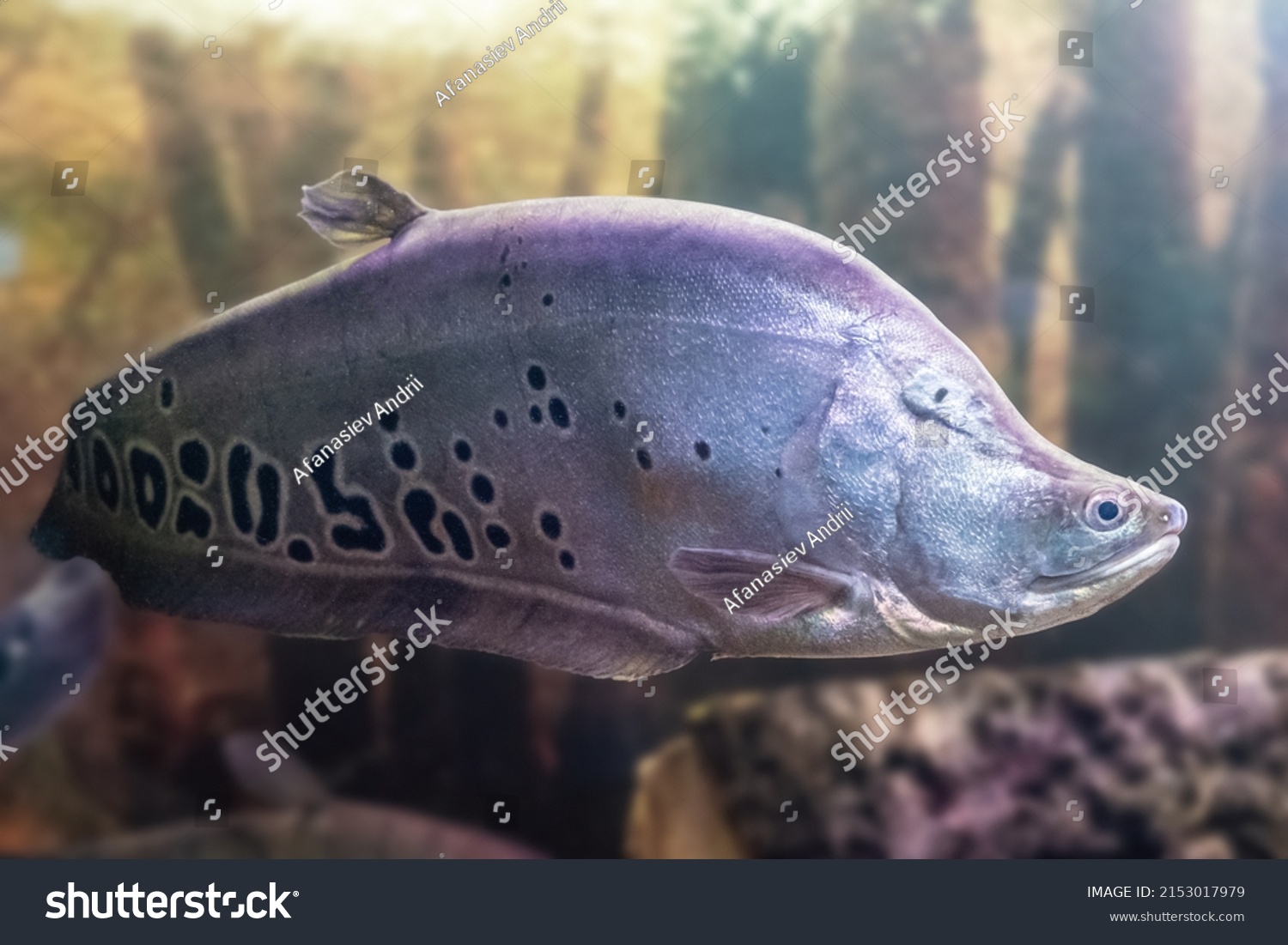 Featherback fish stock photos