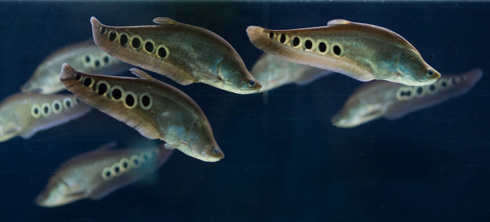 Clown knifefish identification facts care guide pictures animal world