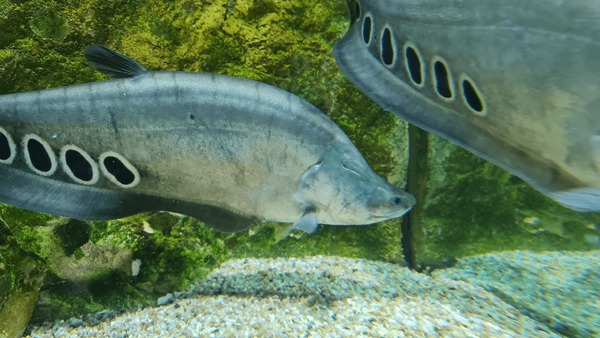 Hundred clown knifefish royalty