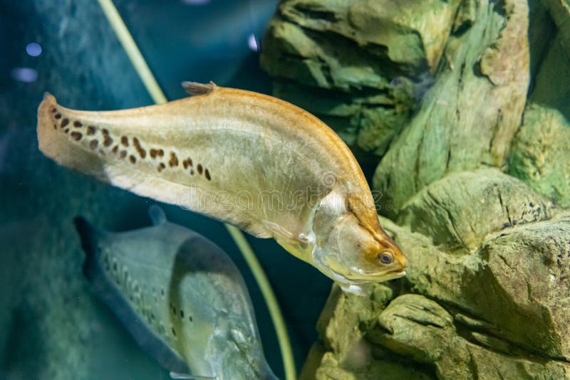 Clown knife fish stock photos