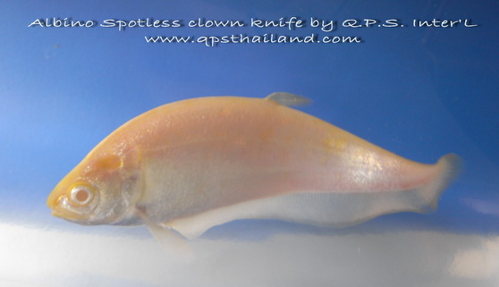 Albino clown knife fish â qps international aquatics co ltd