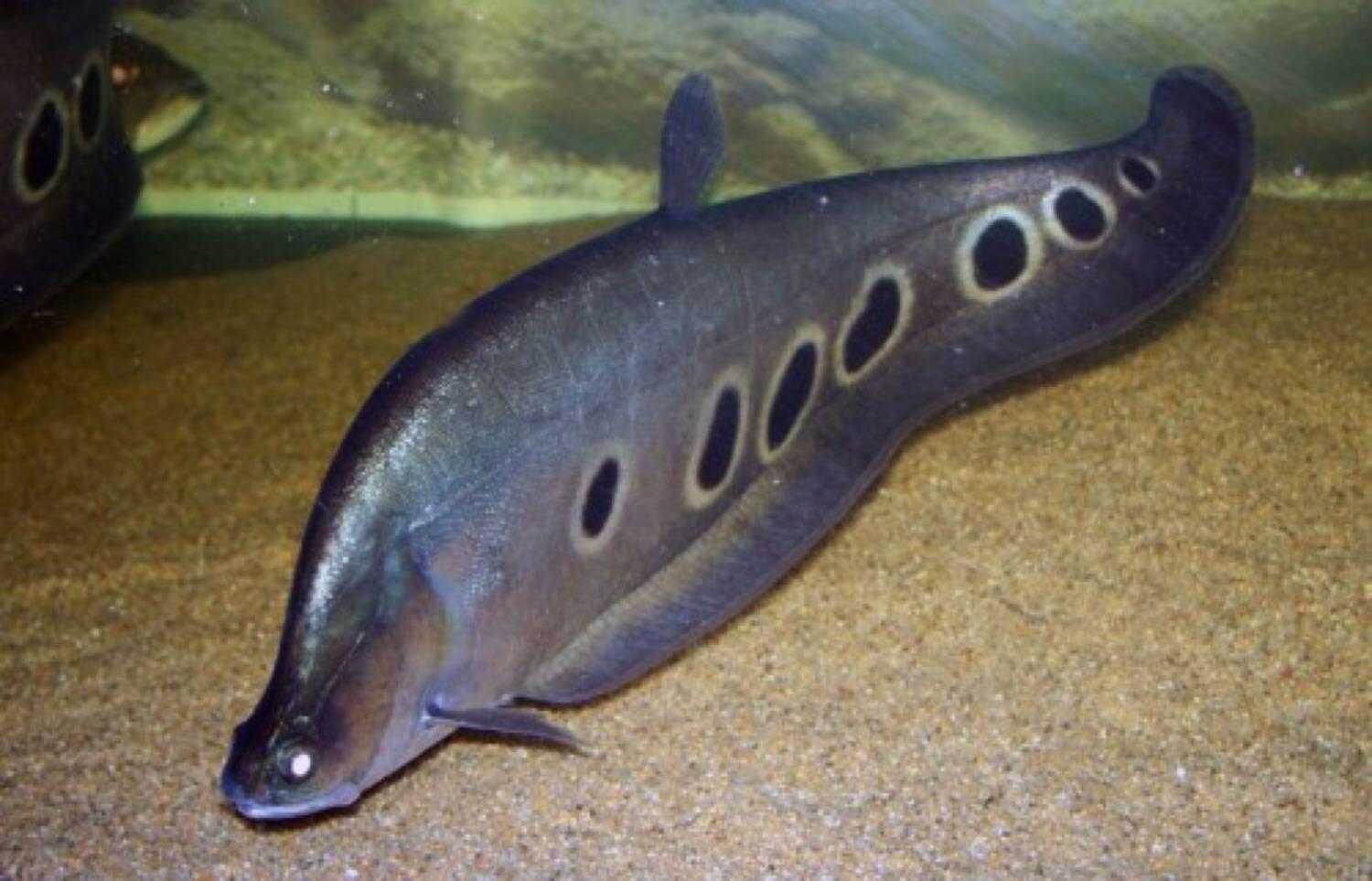 Knifefish â predatory fins