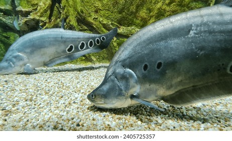 Knifefish photos images and pictures