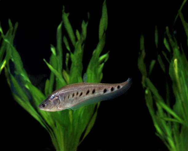 Knifefish stock photos pictures royalty