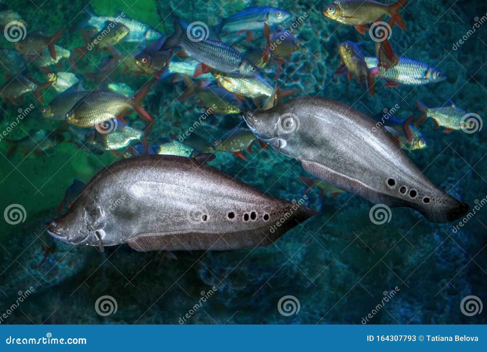 Clown knife fish stock photos