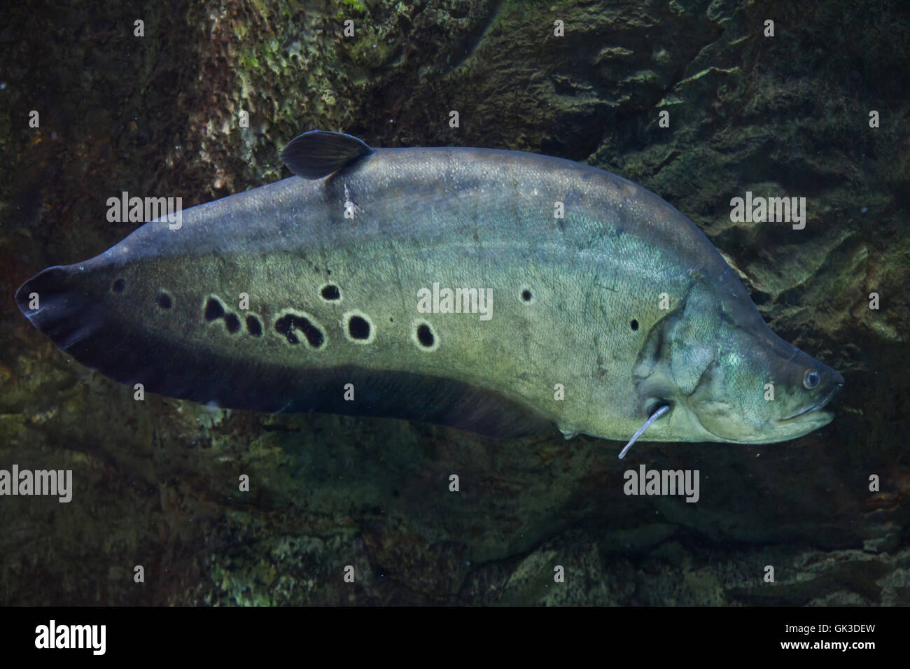 Clown knife fish hi