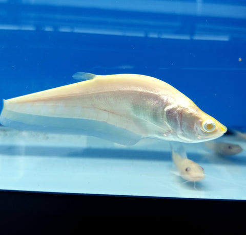 Albino clown knifefish chitala ornata â predatory fins