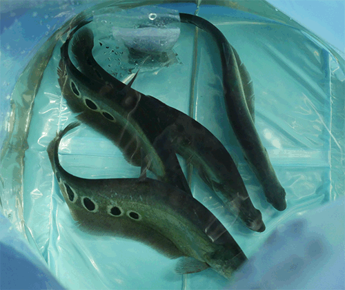 Ornamental aquairum fish glass fish knife fish arowana pacu aligator