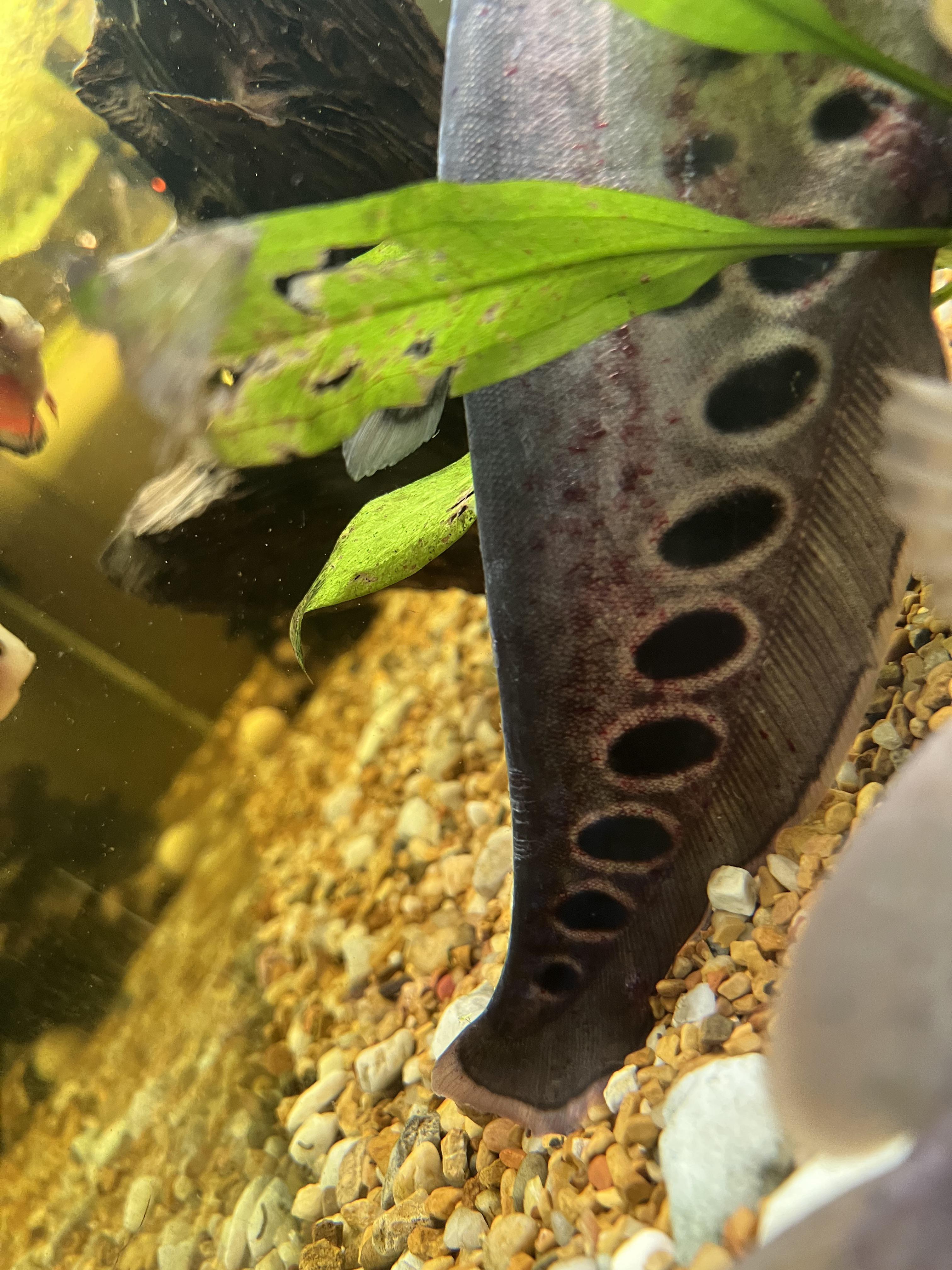 Please help clown knife raquariums
