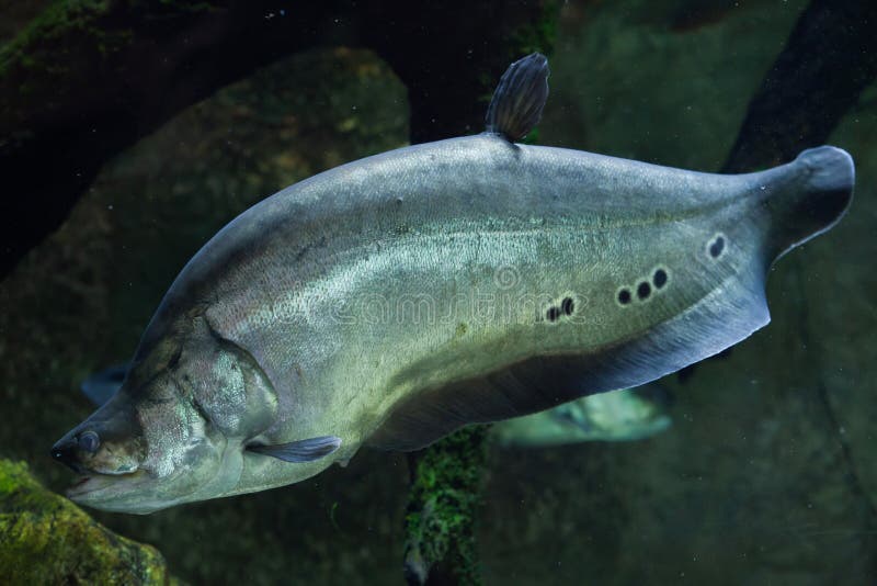 Clown knifefish stock photos