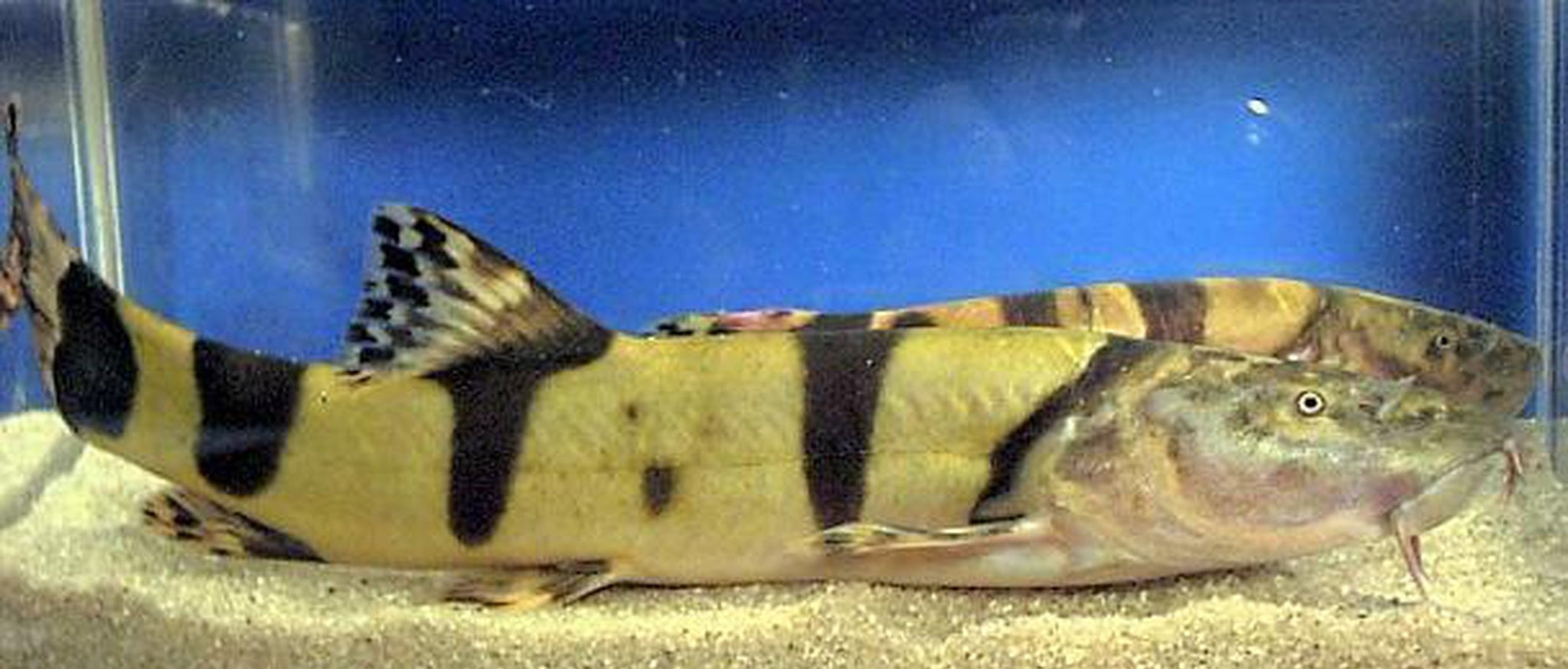 X royal clown loach jumbo size