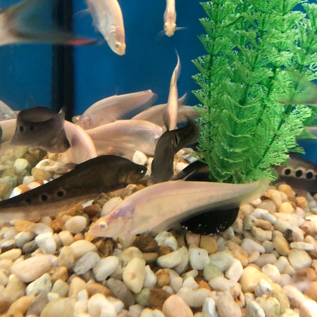 Albino clown knifefish chitala ornata â predatory fins