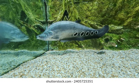 Knifefish photos images and pictures
